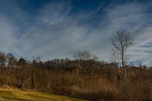 Wald und einzelne hohe Bäume und feine Wolken am blauen Himmel foto