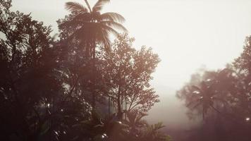 tropischer Palmenregenwald im Nebel foto