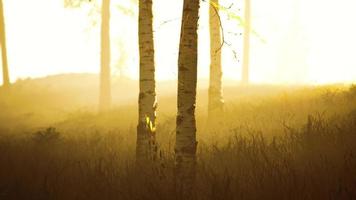 frischer Nebel am frühen Morgen im Wald es Sonnenaufgang foto