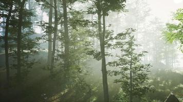 sonnenlicht im feenhaften nebligen wald foto