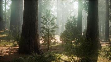 Sonnenaufgang in den Mammutbäumen, General Grant Grove, Sequoia National Park foto