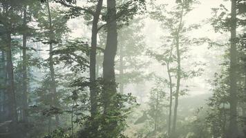 Sonnenaufgang in einem Wald mit Nebel foto