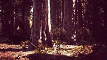 Sequoia-Redwood-Bäume im Wald des Sequoia-Nationalparks foto