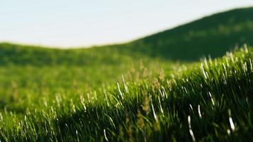 grünes frisches Gras als schöner Hintergrund foto