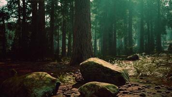 Riesenmammutbäume im Riesenwaldhain im Sequoia-Nationalpark foto