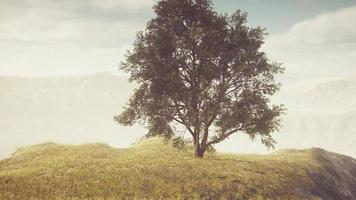 Panoramalandschaft mit einsamem Baum zwischen grünen Hügeln foto