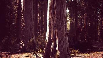 Riesenmammutbaumwald des Sequoia-Nationalparks in den kalifornischen Bergen foto
