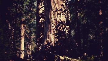 Sequoia-Redwood-Bäume im Wald des Sequoia-Nationalparks foto