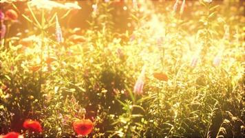 Fülle blühender Wildblumen auf der Wiese im Frühling foto