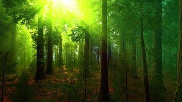 Morgennebel im Wald der Riesenmammutbäume foto