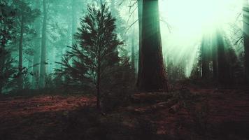 herrliche Landschaft des Nadelwaldes am Ende des Herbstes foto