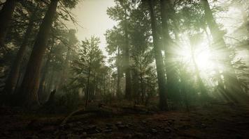 Redwood-Wald neblige Sonnenunterganglandschaft foto