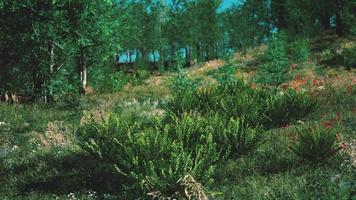 malerische lebendige grüne Waldlandschaft mit Wiese foto