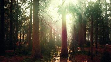 Riesenmammutbäume im Riesenwaldhain im Sequoia-Nationalpark foto