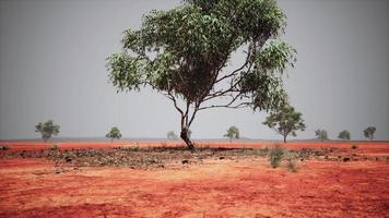 trockene afrikanische Savanne mit Bäumen foto