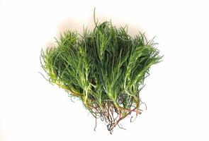 agretti salsola soda gemüse essen foto