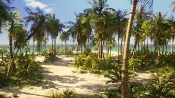 tropischer Strand mit weißem Sand, türkisfarbenem Wasser und Palmen foto