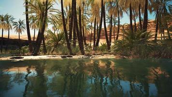 grüne oase mit teich in der sahara-wüste foto