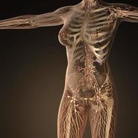 Menschliches lymphatisches System mit Knochen im transparenten Körper foto