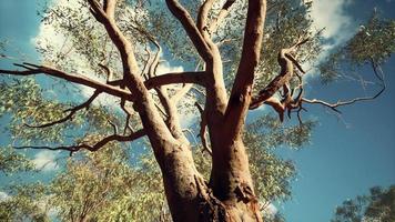 Eukalyptus im roten Zentrum Australiens foto