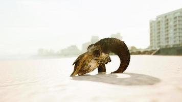 Nahaufnahme eines Schädels, der auf dem nassen Sand liegt foto