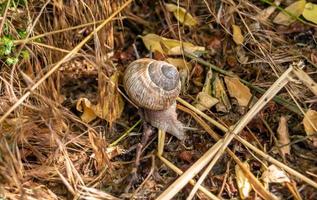 große Gartenschnecke im Schneckenhaus kriecht auf nasser Fahrbahn foto