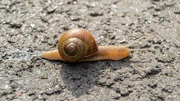 große Gartenschnecke im Schneckenhaus kriecht auf nasser Fahrbahn foto