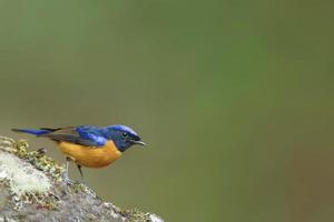 lebendiger niltava schöner vogel, der auf holz hockt foto