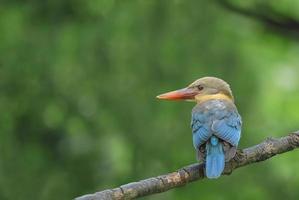 Storch-berechneter Eisvogel schöner Vogel, der auf Niederlassung hockt foto