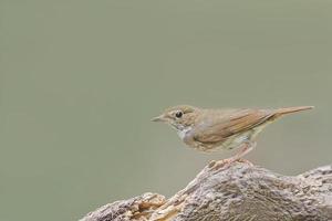 Rufous-tailed Robin, das auf schönem Holz hockt foto