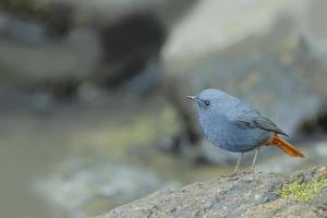 schöner Vogel plumbeous Gartenrotschwanz hockt auf Stein foto