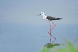 Schöner Vogel mit schwarzen Flügeln, der im Teich spaziert foto