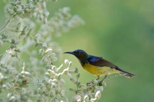 Braunkehl-Sonnenvogelvogel, der auf Palmyra-Palme hockt foto