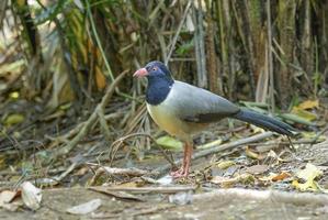 Korallenschnabelkuckuck. Schöner Vogel auf der Erde foto