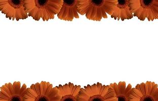 Hintergrund mit Gerbera, isoliert auf weißem Hintergrund, glücklich 8. März kopieren Raum foto