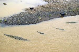 Luftaufnahme von Krokodilen im Fluss, neben dem Flussufer. schlammiges Wasser. Manuel-Antonio-Nationalpark, Costa Rica foto