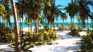 Palmenstrand auf der tropischen idyllischen Paradiesinsel foto