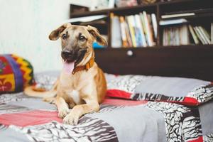 Ein glücklicher Hund, der mit herausgestreckter Zunge auf dem Bett sitzt foto