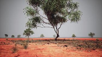 trockene afrikanische Savanne mit Bäumen foto