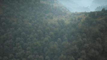 Bäume auf Wiese zwischen Hügeln mit Wald im Nebel foto