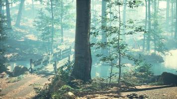 Nebelwald mit weichem Sonnenlicht foto