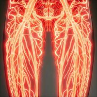 Blutgefäße des menschlichen Körpers foto