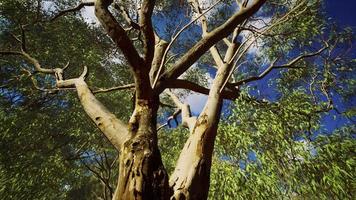 Eukalyptus im roten Zentrum Australiens foto