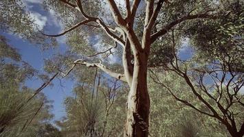 Eukalyptus im roten Zentrum Australiens foto