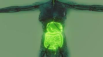 transparenter menschlicher Körper mit sichtbarem Verdauungssystem foto