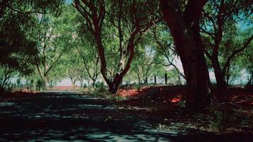 Outback Road mit trockenem Gras und Bäumen foto