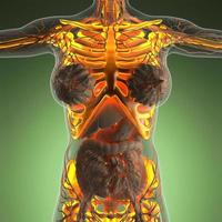 wissenschaftliche anatomie des menschlichen körpers im röntgenbild mit leuchtenden skelettknochen foto