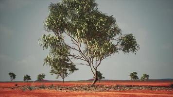 trockene afrikanische Savanne mit Bäumen foto