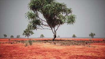 trockene afrikanische Savanne mit Bäumen foto