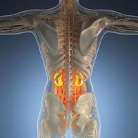 wissenschaftliche anatomie des menschlichen körpers im röntgenbild mit leuchtenden nieren